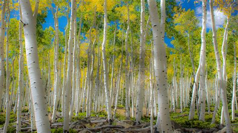 Grove [v0.308] [Grove Dev] .